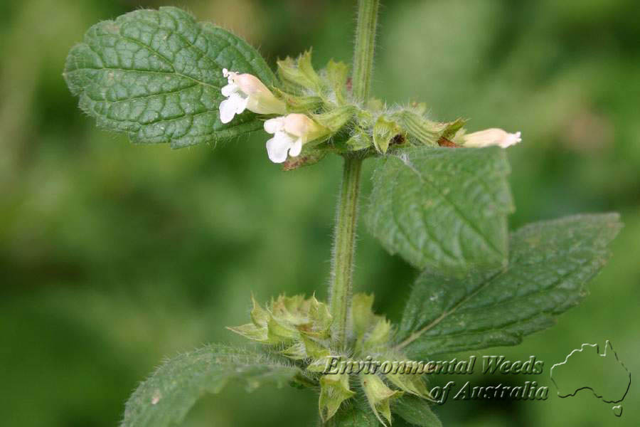 بادرنجبویه